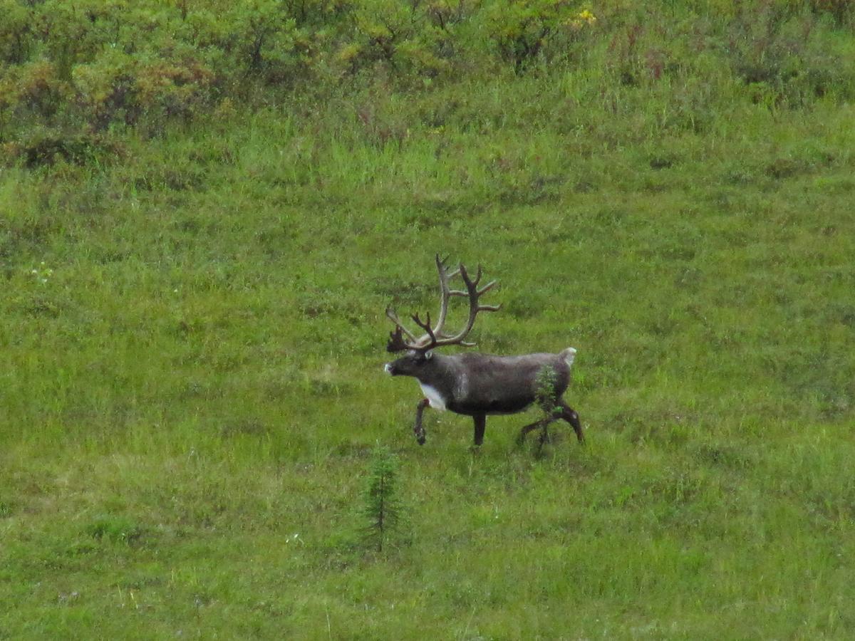 טלקטנה Caribou Lodge Alaska מראה חיצוני תמונה