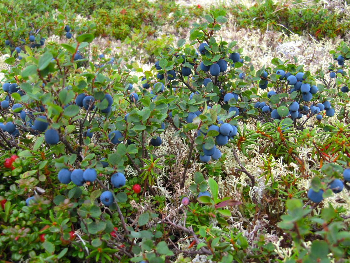 טלקטנה Caribou Lodge Alaska מראה חיצוני תמונה