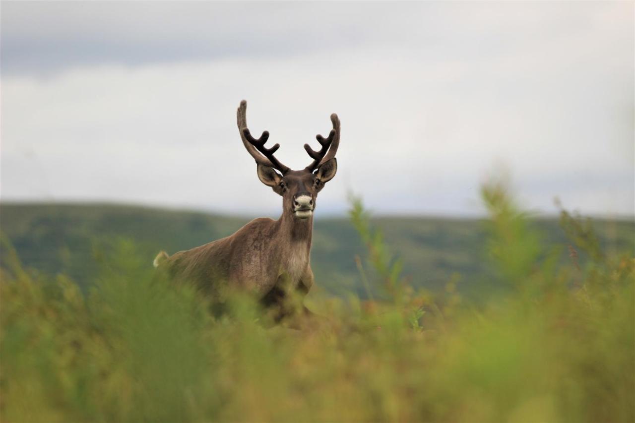 טלקטנה Caribou Lodge Alaska מראה חיצוני תמונה