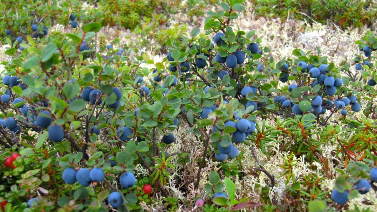 טלקטנה Caribou Lodge Alaska מראה חיצוני תמונה