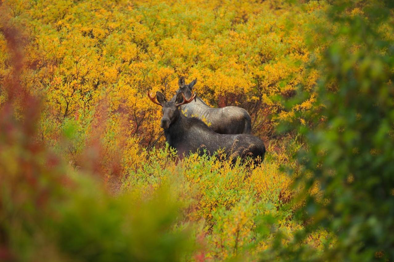 טלקטנה Caribou Lodge Alaska מראה חיצוני תמונה